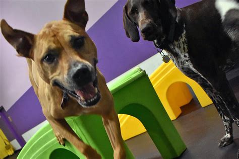 Central Bark Doggy Day Care offers quality doggie daycare and dog boarding in Broadview Heights, OH. . Central bark broadview heights